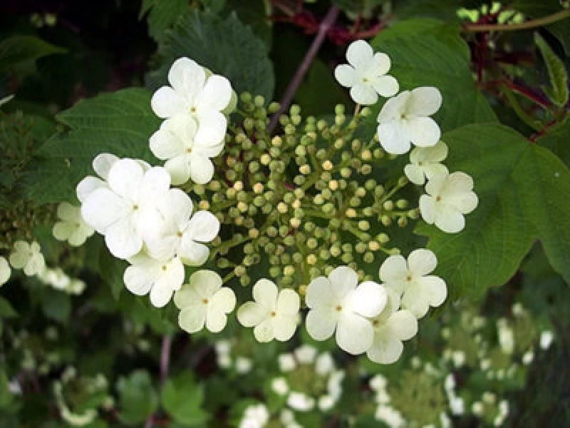 Image of Inspirational Gifting 3ft Guelder Rose (Viburnum Opulus) Field Grown Bare Root Hedging Plants Tree Sapling - Pack Of 10
