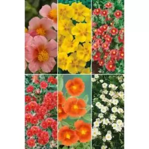 Image of Rock Roses Helianthemum Collection