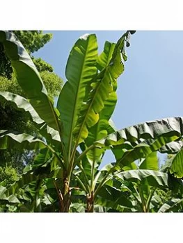 Image of Musa Basjoo Hardy Banana Plant 50Cm Tall 1L Potted Plant