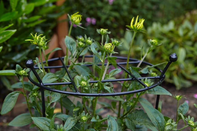 Image of Pack of 2 Tom Chambers Cottage Heavy Duty Black Metal Steel Herbaceous Garden Plant Support Grow Through Large 80cm x 45cm
