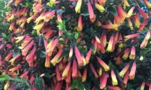 Image of Brazilian Fuchsia Plant, One, Yellow