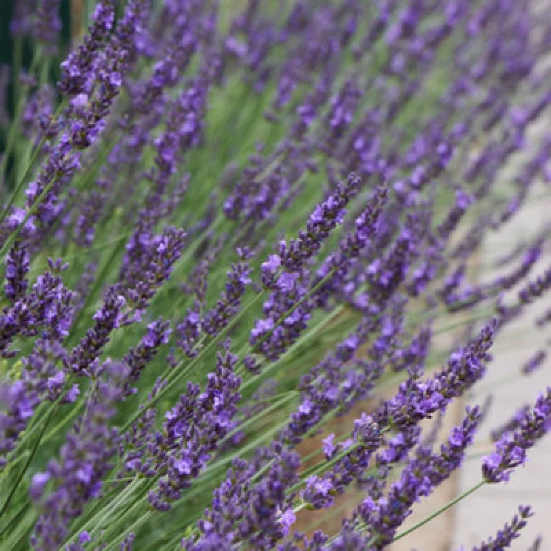 Image of You Garden Yougarden Lavender 'phenomenal', Pair Of Established Plants In 1.5L Pots, Ready To Plant Lavandula Intermedia, Fragrant Lavender P