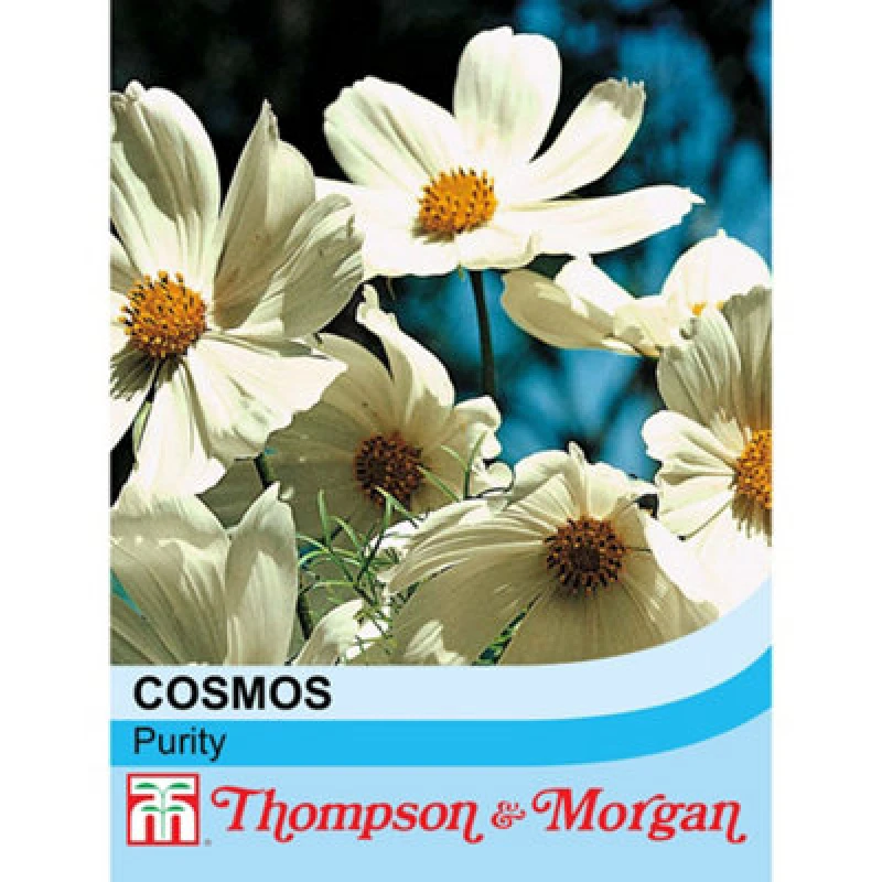Image of Thompson & Morgan Cosmos Purity 1 Seed Packet (100 Seeds)