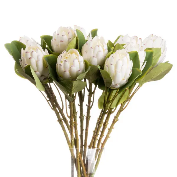 Image of Closed White Protea