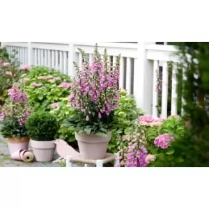 Image of Thompson & Morgan Thompson and Morgan Foxglove 'Panther' 5 plants