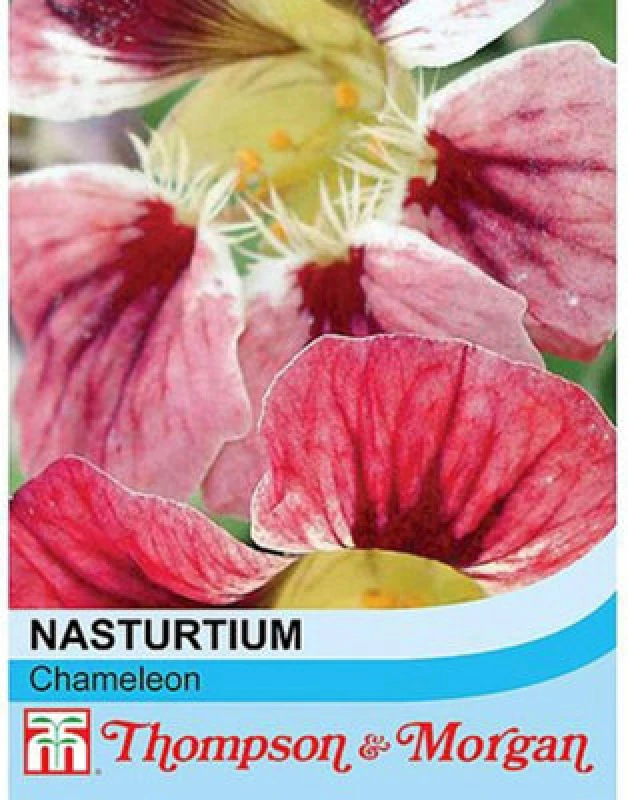 Image of Thompson & Morgan Nasturtium Chameleon 1 Seed Packet (20 Seeds)