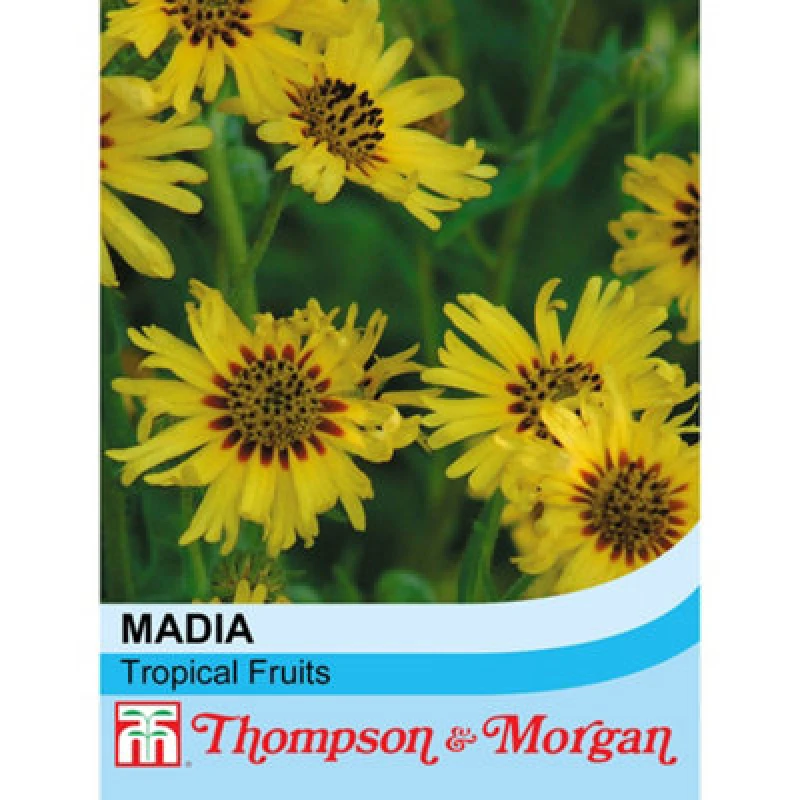 Image of Thompson & Morgan Madia Elegans Tropical Fruits 1 Packet (50 Seeds)