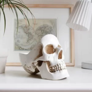 Image of Skull Stuff Tidy