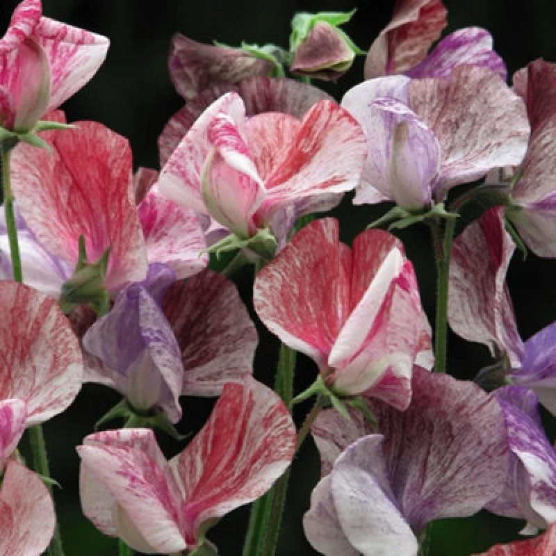 Image of Thompson & Morgan Sweet Pea Statesman 1 Packet (25 Seeds)