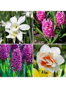 Image of Spring Scents Bulb Collection 48 Bulbs