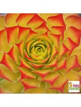 Image of Chick Charms Sempervivum Collection 6 X 9Cm