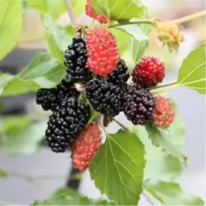 Image of YouGarden Morus Matsunaga 'Mojoberry' 2L - Brown