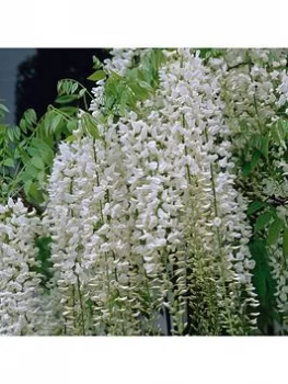 Image of Grafted Wisteria White 2L Pot 60Cm On Canes