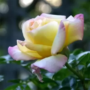 Image of YouGarden Rose 'Peace' 3L Potted - Brown