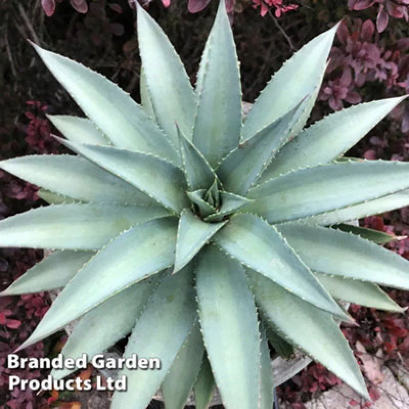 Image of Thompson & Morgan Mangave Frosted Elegance 9Cm Potted Plant X 1 (Peat Free)