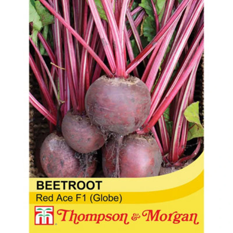 Image of Thompson & Morgan Beetroot Red Ace F1 Hybrid 1 Seed Packet (150 Seeds)