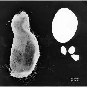 Image of Gondwana - Miccaotli Vinyl