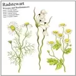 Image of Radstewart - Wiccans and Beatlemancers (Music CD)
