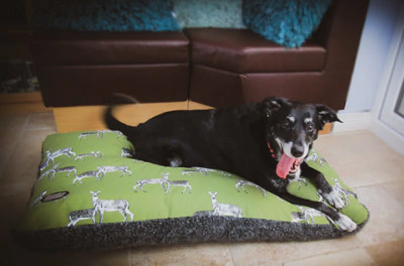 Image of Snug & Cosy Pets Snug And Cosy Sage Deer Pet Dog Bed Lounger Cushion