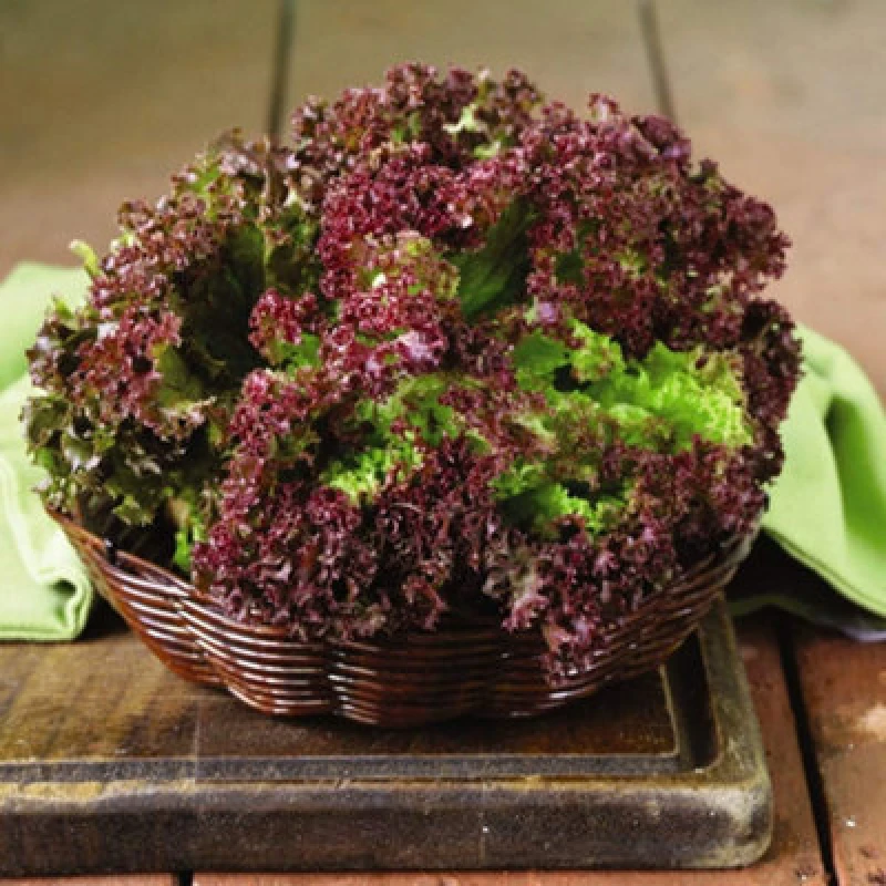 Image of Thompson & Morgan Lettuce Lollo Rossa 1 Seed Packet (250 Seeds)