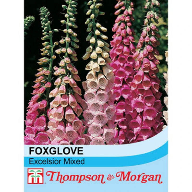 Image of Thompson & Morgan Foxglove Excelsior Hybrid Mixed 1 Packet (2500 Seeds)