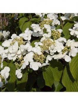 Image of Viburnum Kilimanjaro Sunrise 3L Wedding Cake Tree