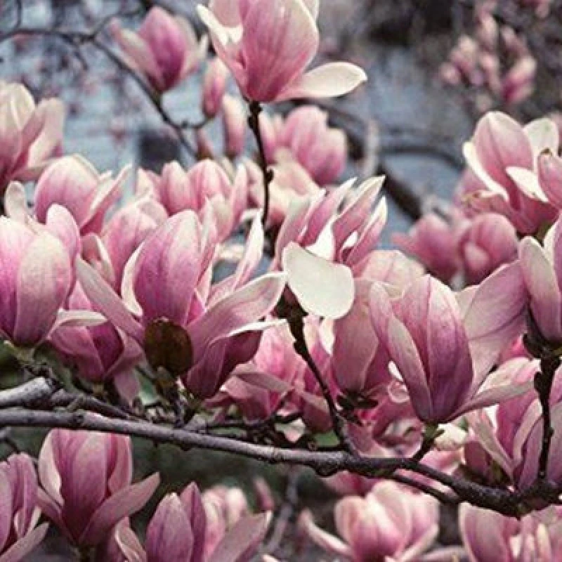 Image of Direct Plants Magnolia Soulangeana Plant Tree 100Cm Tall Large In A 3 Litre Pot