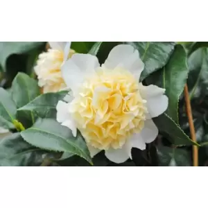 Image of Thompson & Morgan Thompson and Morgan Camelia Yellow 9cm - 1 Plant