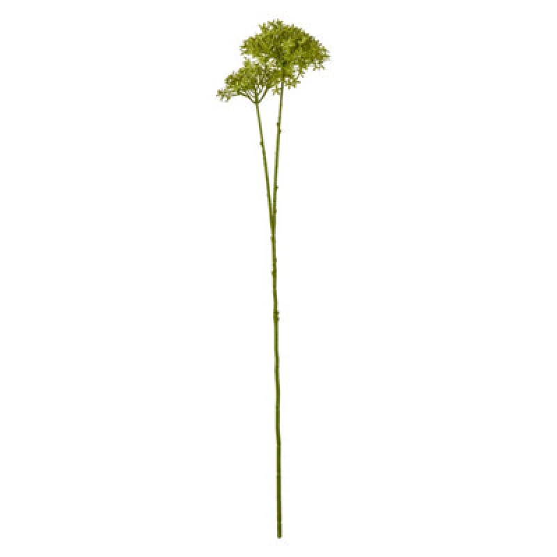 Image of Green Crown Hydrangea Stem
