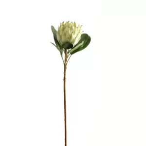 Image of Large White Protea