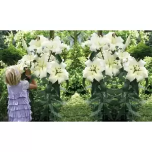 Image of Thompson & Morgan Thompson and Morgan Lily 'Pretty Woman' - 10 Bulbs