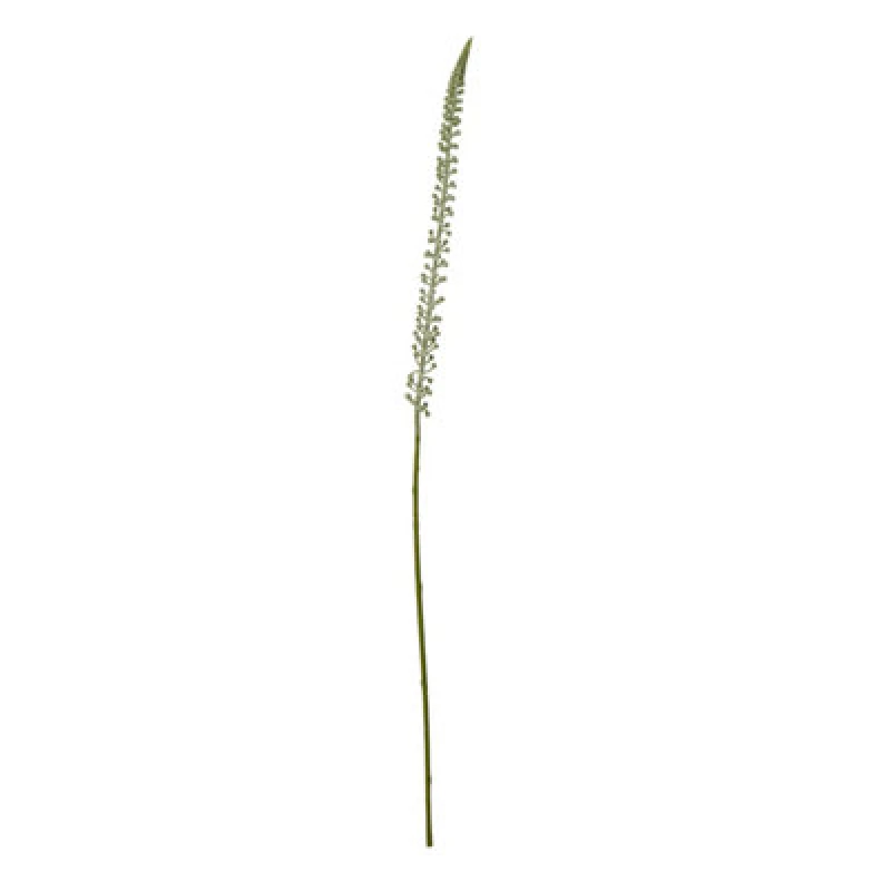 Image of White Eremurus Stem