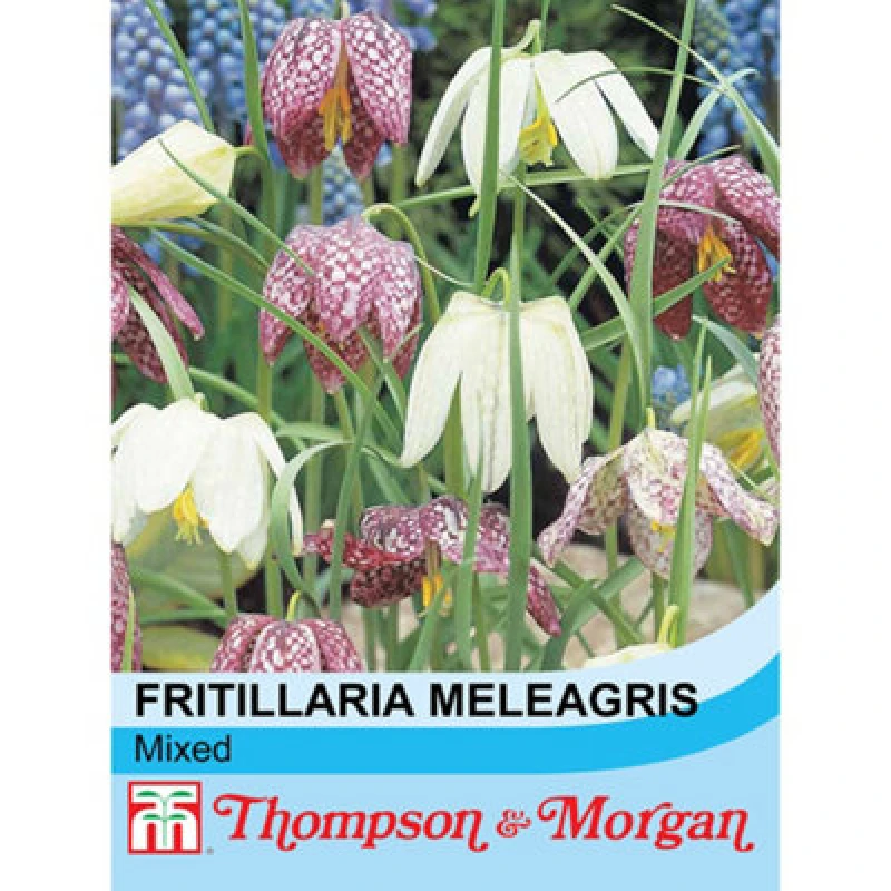 Image of Thompson & Morgan Wild Flower Snakes Head Fritillaria 1 Seed Packet (25 Seeds)