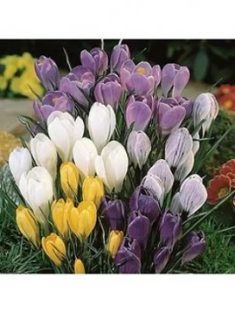 Image of Jumbo Flowered Crocus - 50 Mixed Bulbs