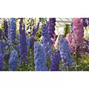Image of Thompson & Morgan Thompson and Morgan Delphinium 'Pacific Hybrids' - 5 plants