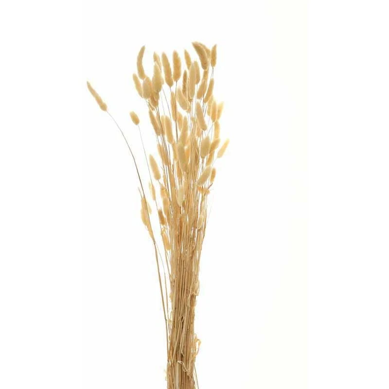 Image of HILL INTERIORS Hill Interiors - Bouquet of Tall Bunny Tails Artificial Plant - L18 x W18 x H76cm - White HillinTallBunnyTails22204