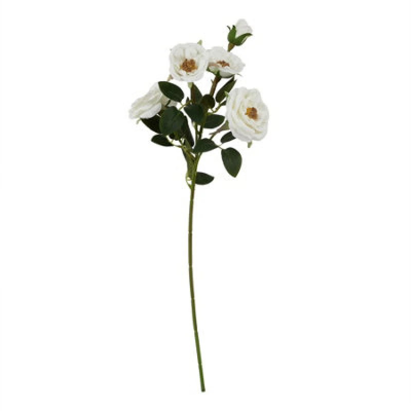 Image of The Natural Garden Collection White Hedge Rose Stem