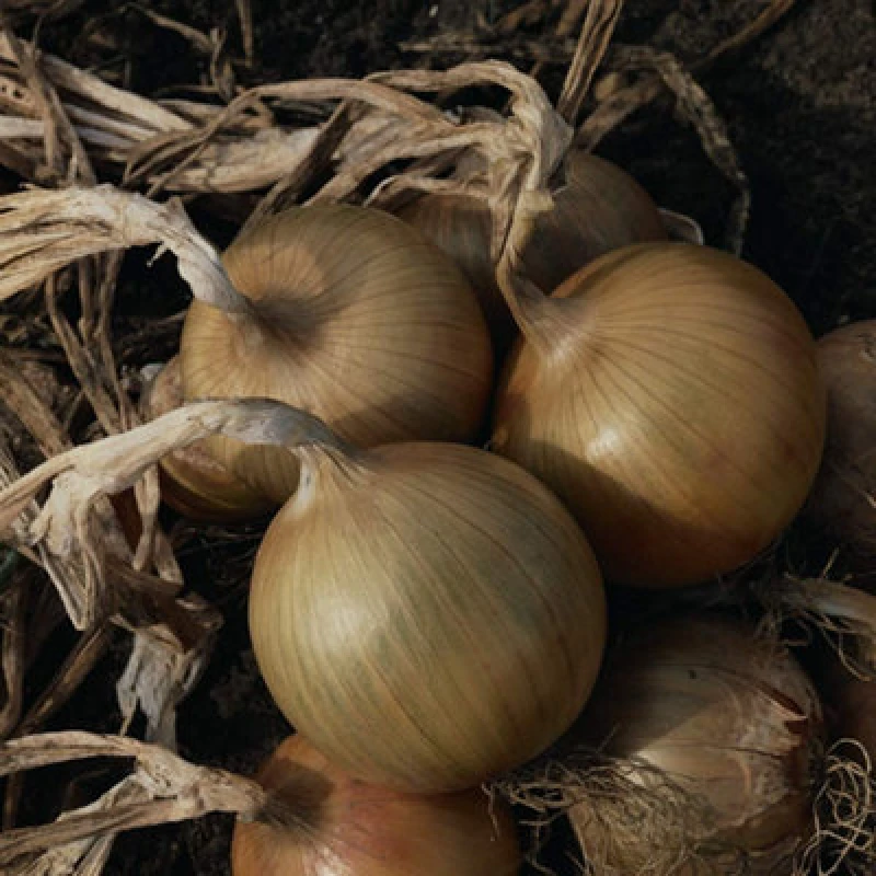 Image of Thompson & Morgan Onion Bedfordshire Champion 1 Seed Packet