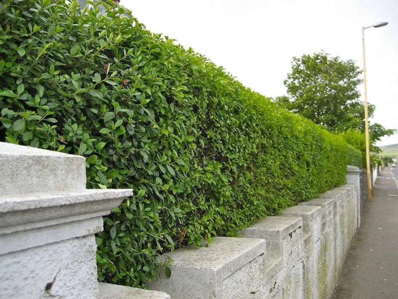 Image of F&G Supplies 10 x 5ft Green Privet (Ligustrum Ovalifolium) Evergreen Bare Root Hedging Plants Green Unisex