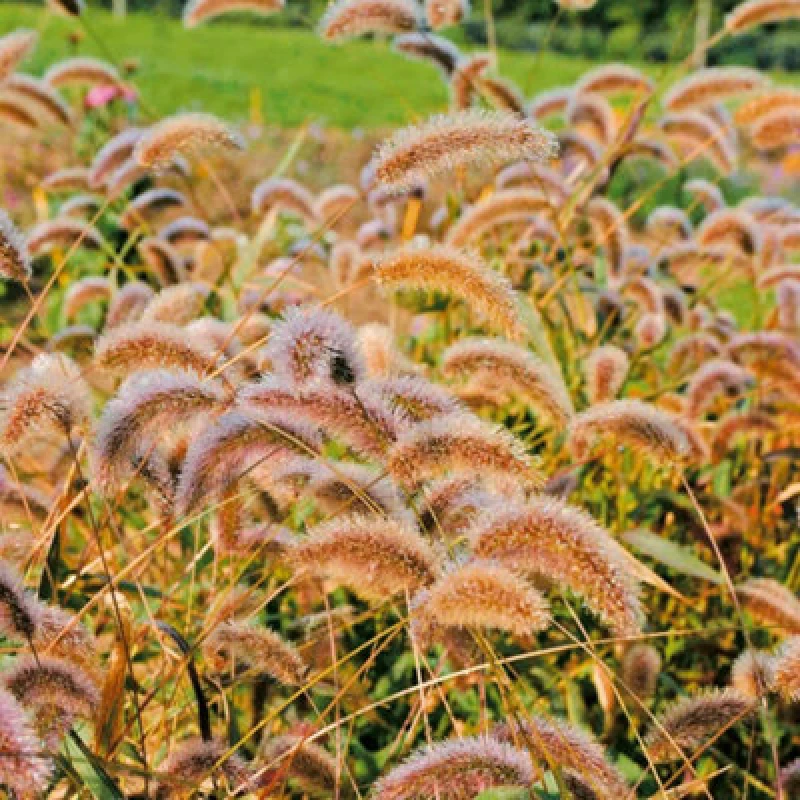Image of Caramel Foxtail Millet - Ornamental Grass For Cutting Borders & Bouquets. 300 Seeds By Thompson & Morgan