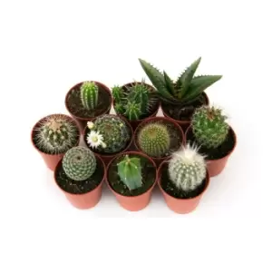 Image of Thompson & Morgan Thompson and Morgan Mini Cactus Collection - 5 plants