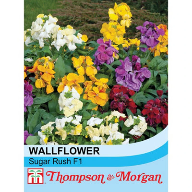 Image of Thompson & Morgan Wallflower Sugar Rush F1 Hybrid 1 Seed Packet (20 Seeds)