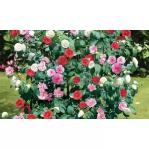 Image of Thompson & Morgan Thompson and Morgan Camellia Tricolour 15cm Pot x 1