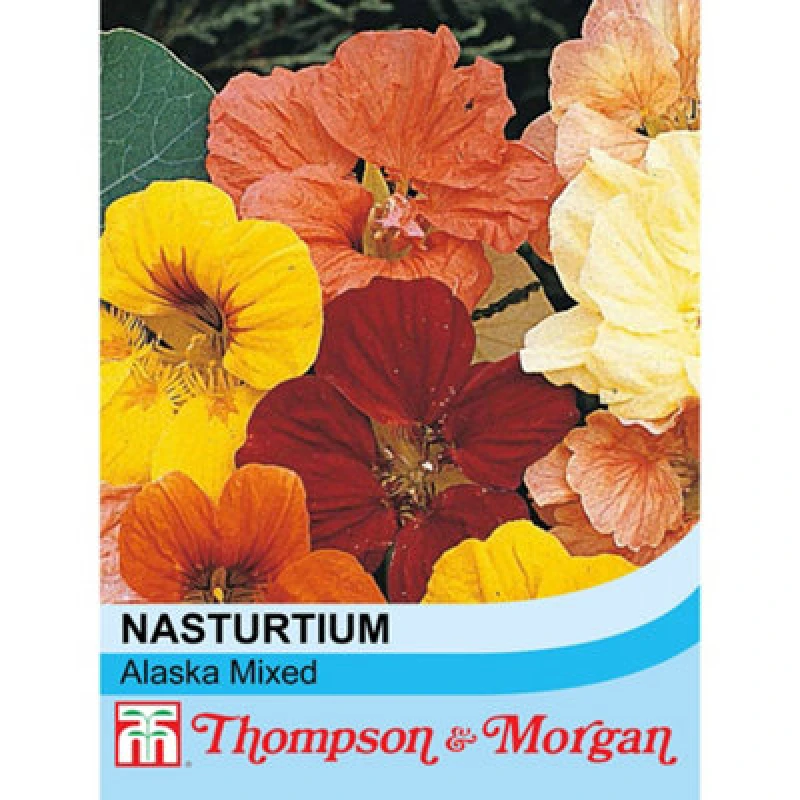 Image of Thompson & Morgan Nasturtium Alaska Mixed 1 Packet (30 Seeds)