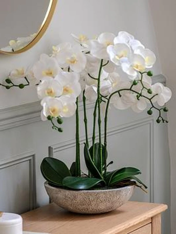 Image of Crossland Grove Potted Orchid In Cement Pot (white), White 5061090000000
