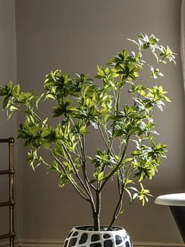 Image of Crossland Grove Potted Pierisjaponica 5ft Tree, Green 5056693592778