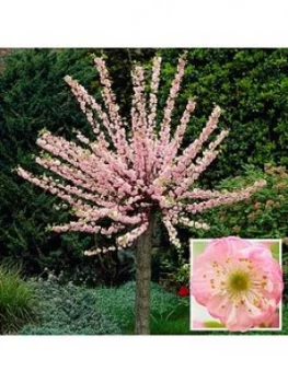 Image of Flowering Cherry Almond Tree 1M Bare Root