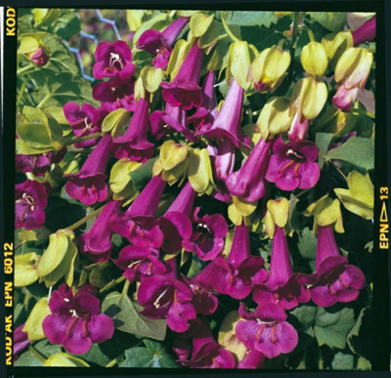 Image of Thompson & Morgan Asarina Purpusii Victoria Falls 1 Seed Packet (20 Seeds)