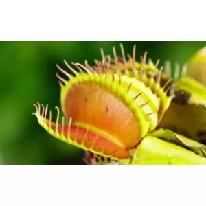 Image of Thompson & Morgan Thompson and Morgan Venus Fly Trap (House Plant) 9cm Pot x 3