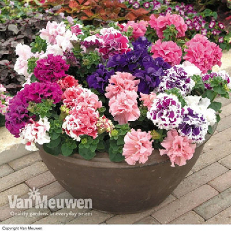 Image of Thompson & Morgan Petunia Orchid Flowered Mixed 24 Plug Plants